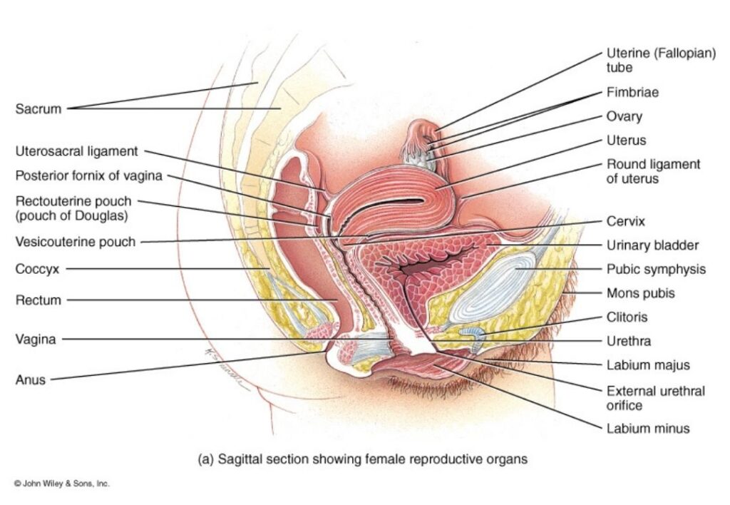 Endometrioza